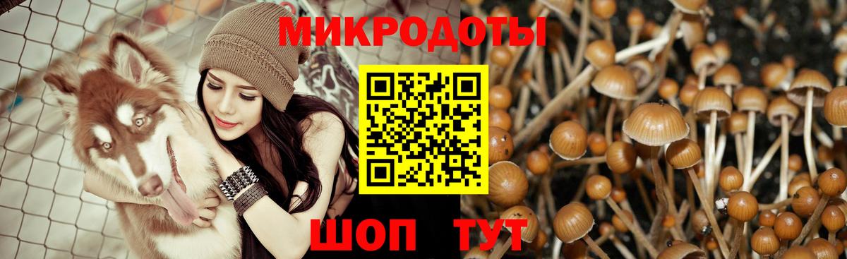 Псилоцибиновые грибы GOLDEN TEACHER  Вход с VPN  купить наркотик  Черняховск 